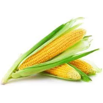 Maize Seed